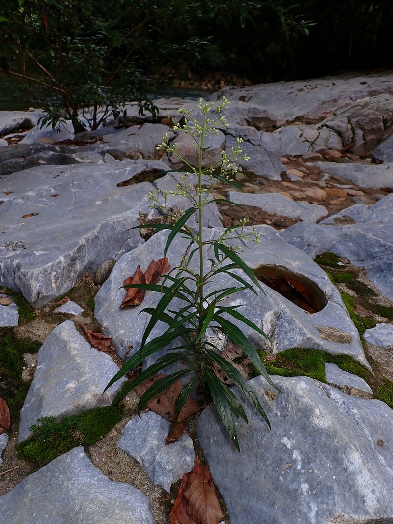 Ayapana hylophila photo 2