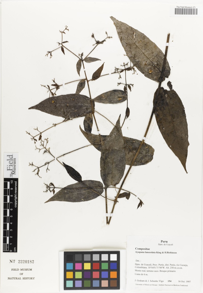 Ayapana lanceolata