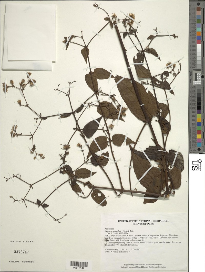 Ayapana lanceolata photo 2