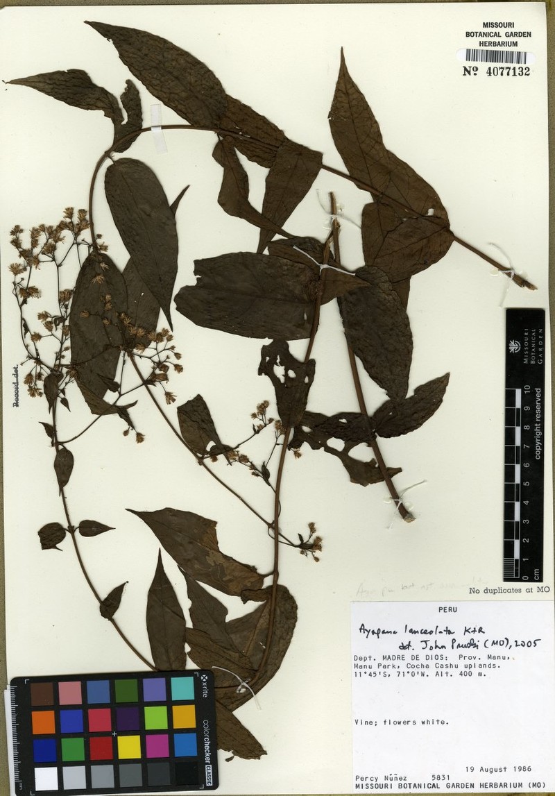 Ayapana lanceolata photo 3