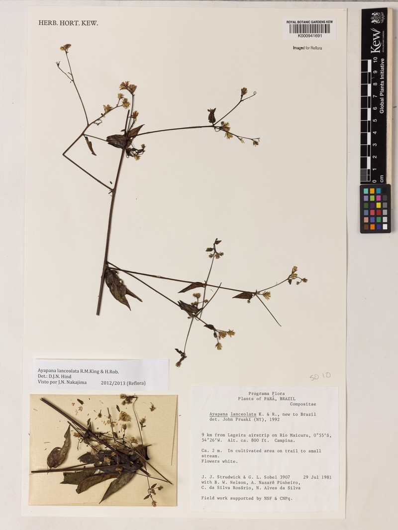 Ayapana lanceolata photo 4