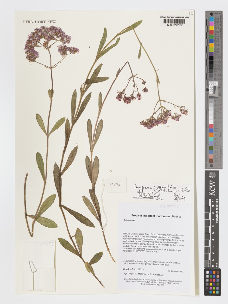 Ayapana stenolepis