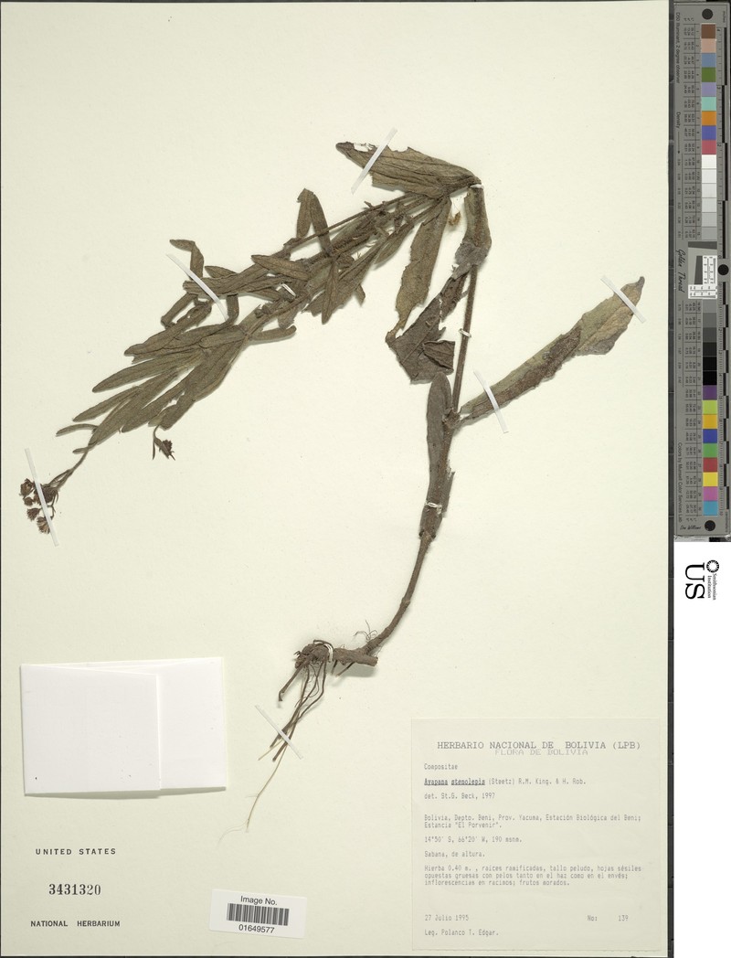 Ayapana stenolepis photo 3