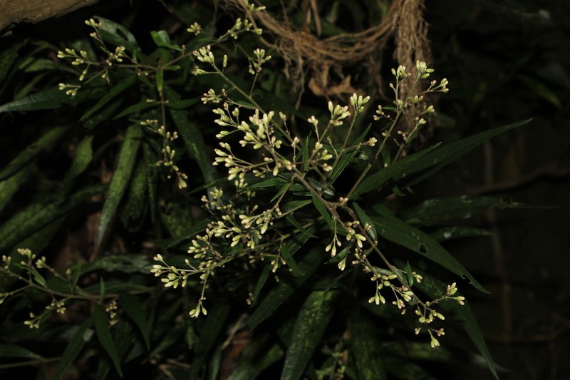 Ayapana tovarensis