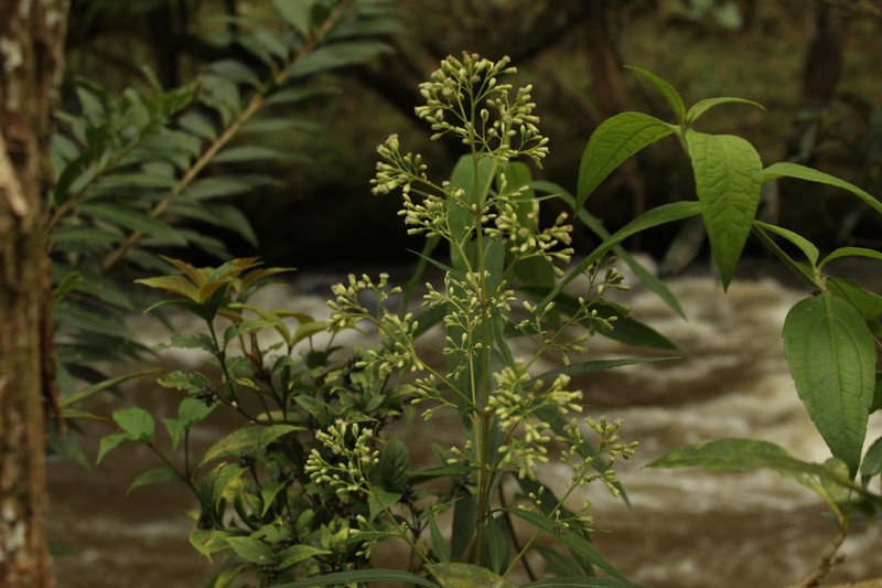 Ayapana tovarensis photo 5