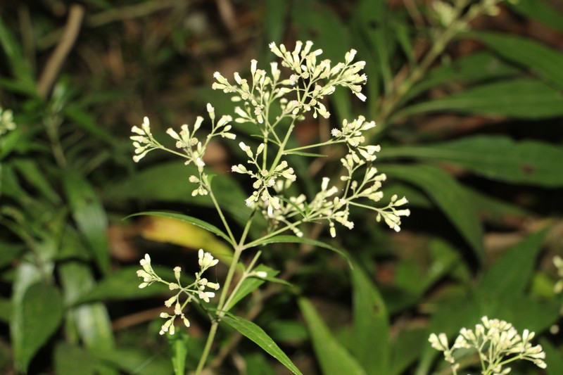 Ayapana tovarensis photo 6