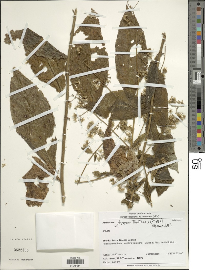 Ayapana trinitensis