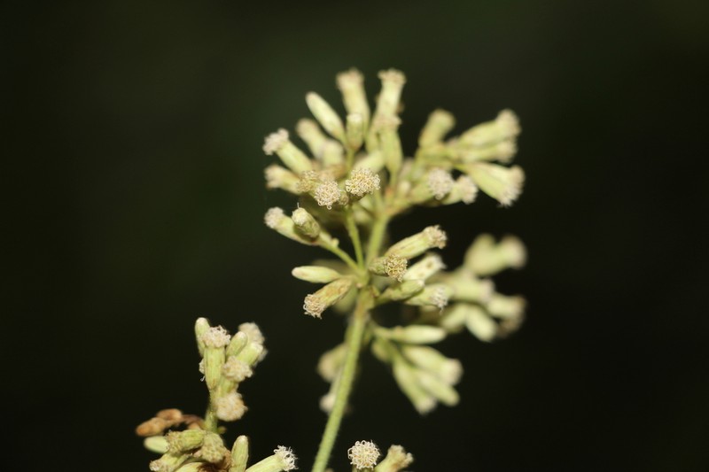 Ayapana turbacensis