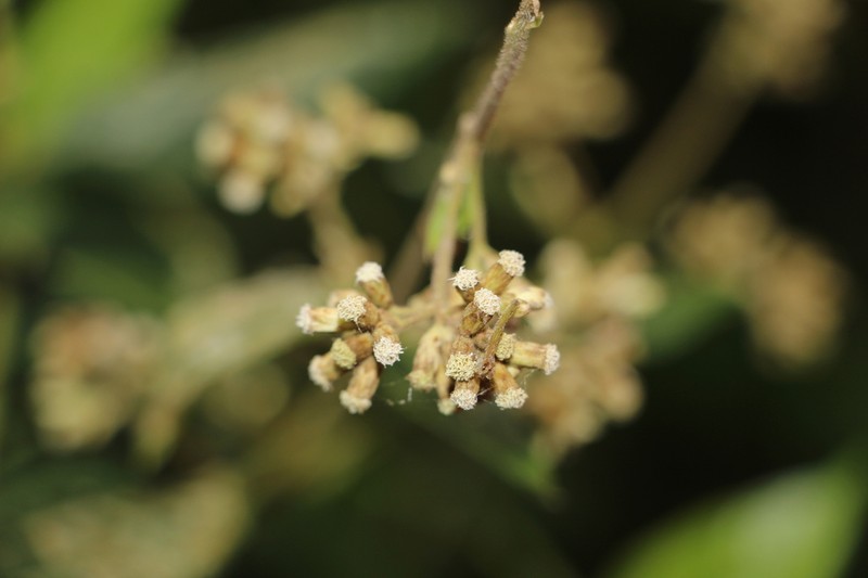 Ayapana turbacensis photo 2