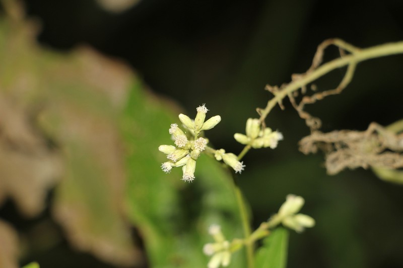 Ayapana turbacensis photo 3