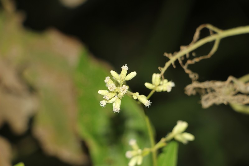 Ayapana turbacensis photo 4