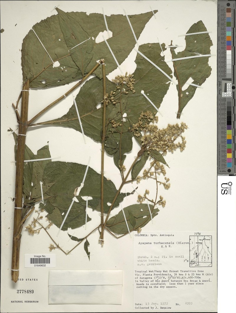 Ayapana turbacensis photo 5