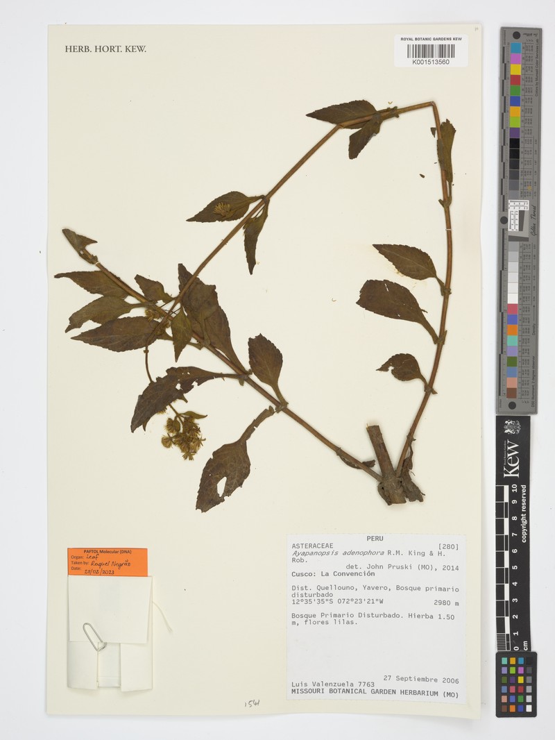 Ayapanopsis adenophora