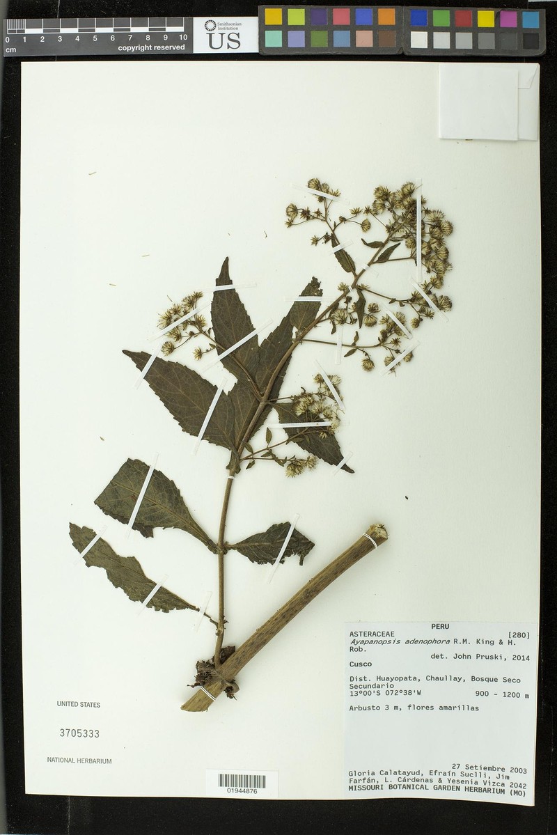Ayapanopsis adenophora photo 2