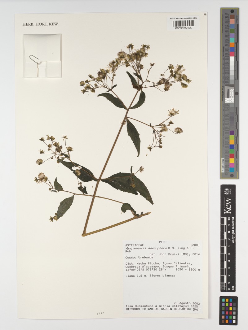 Ayapanopsis adenophora photo 3