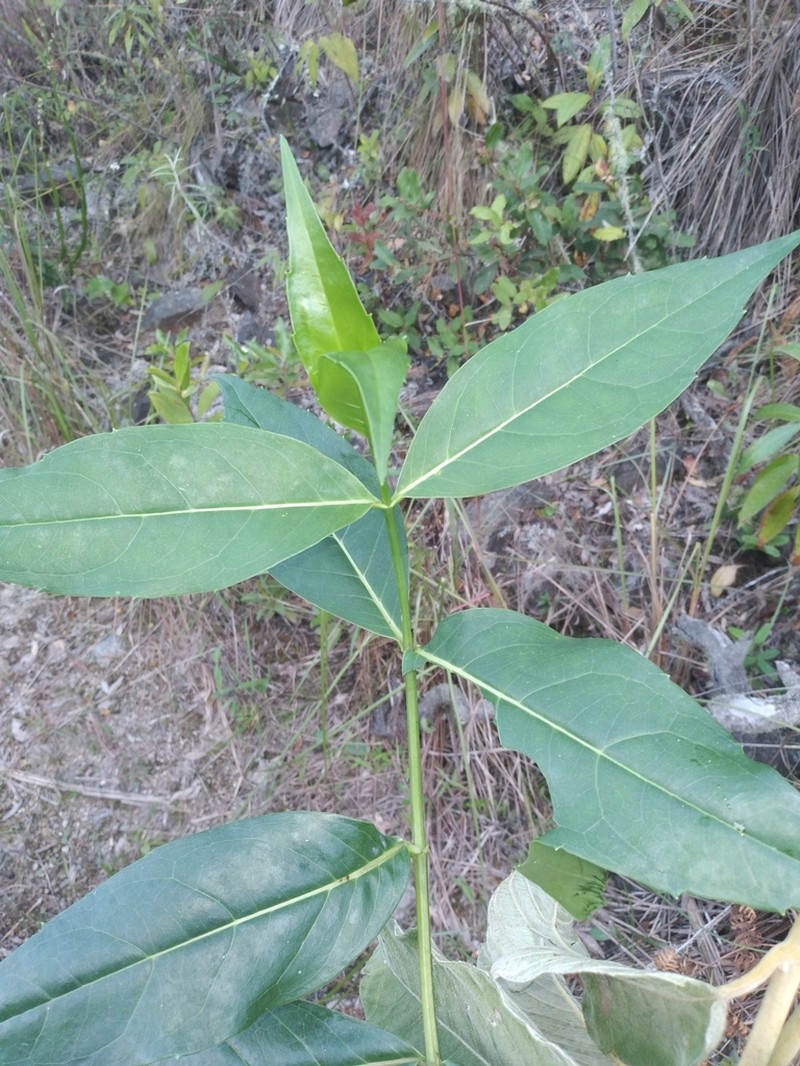 Ayapanopsis beckii photo 2