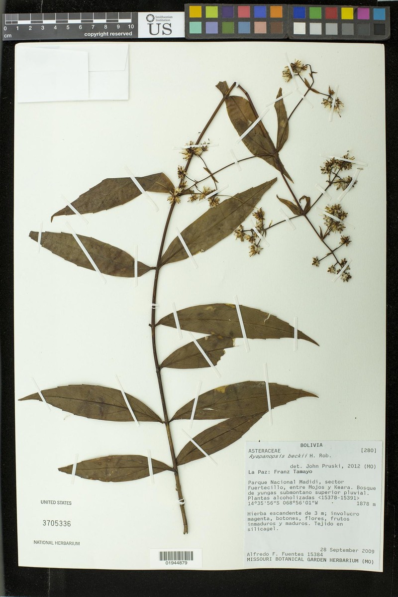 Ayapanopsis beckii photo 6