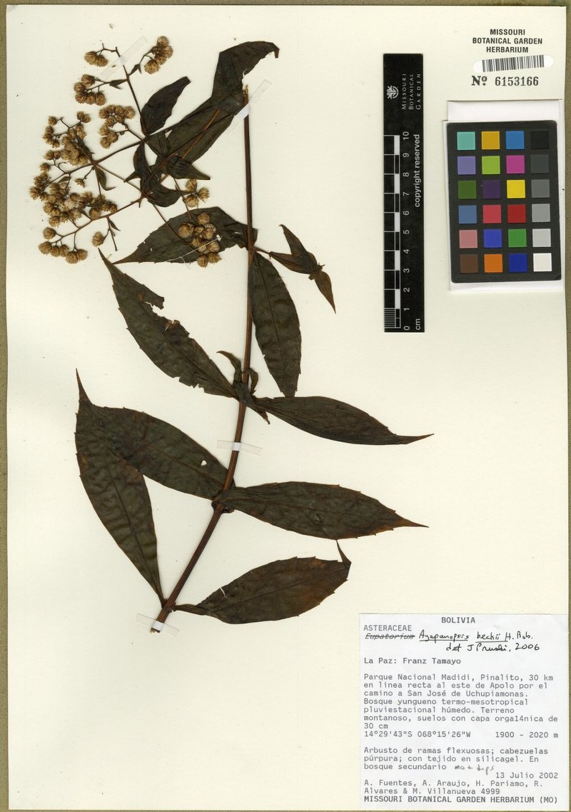Ayapanopsis beckii photo 7