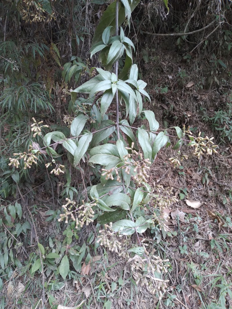 Ayapanopsis beckii