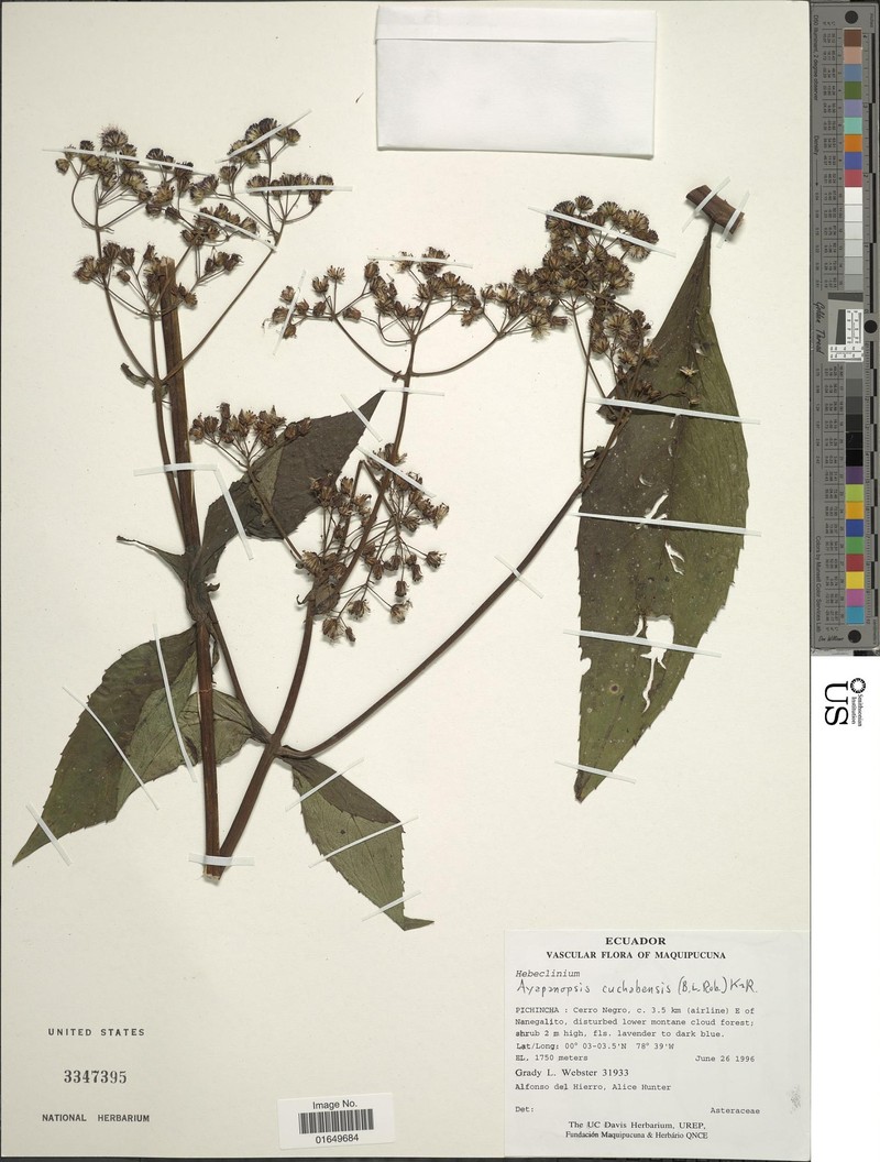 Ayapanopsis cuchabensis