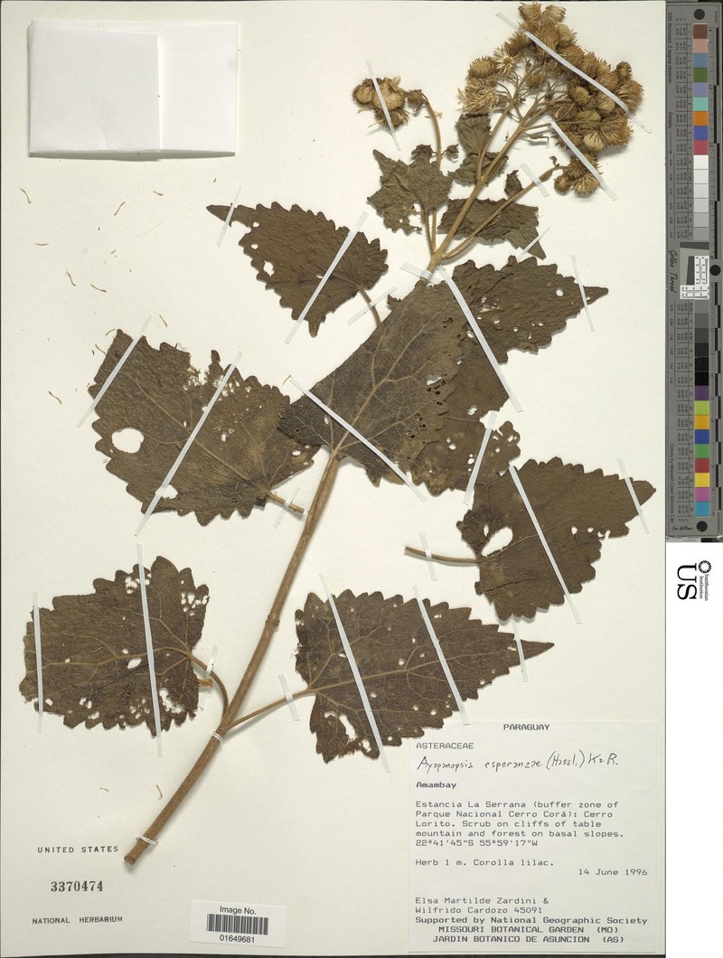Ayapanopsis esperanzae photo 3