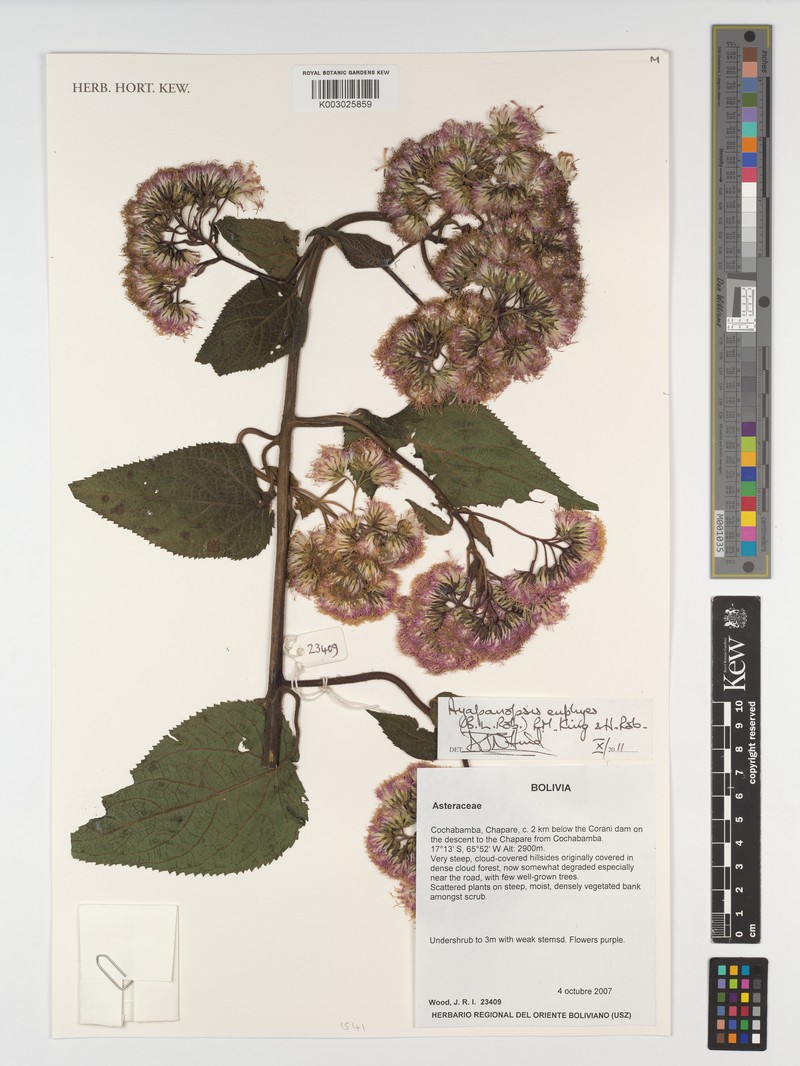 Ayapanopsis euphyes