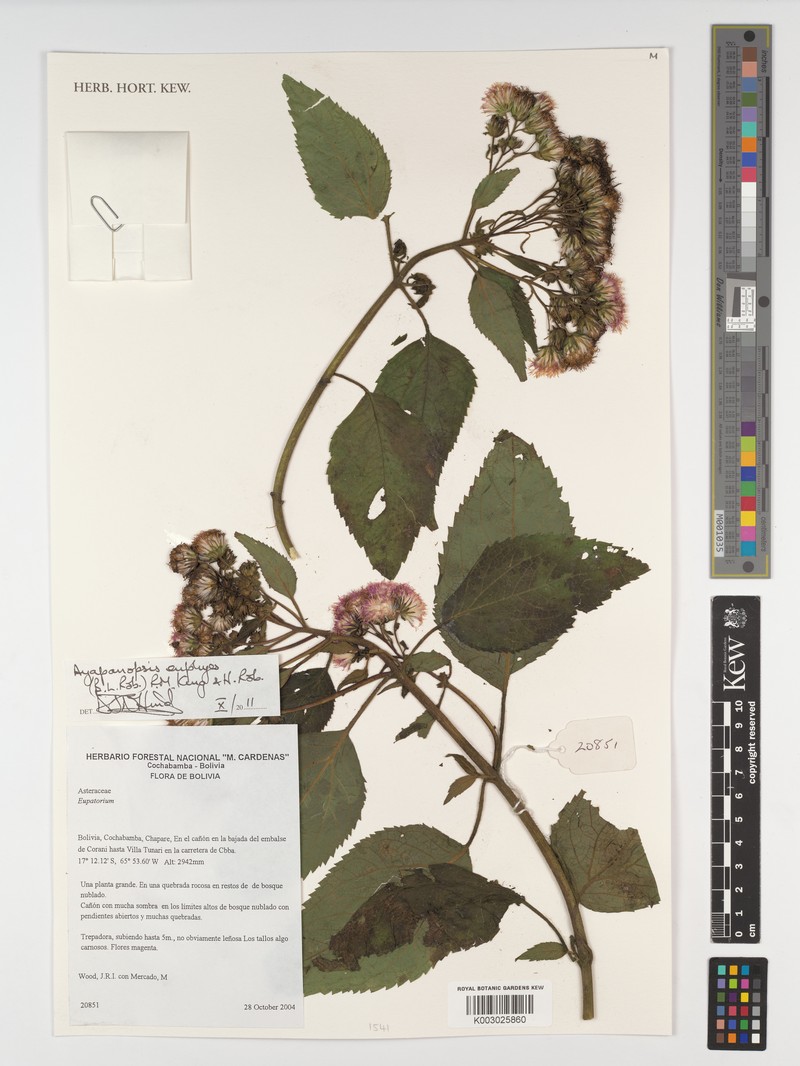 Ayapanopsis euphyes photo 2