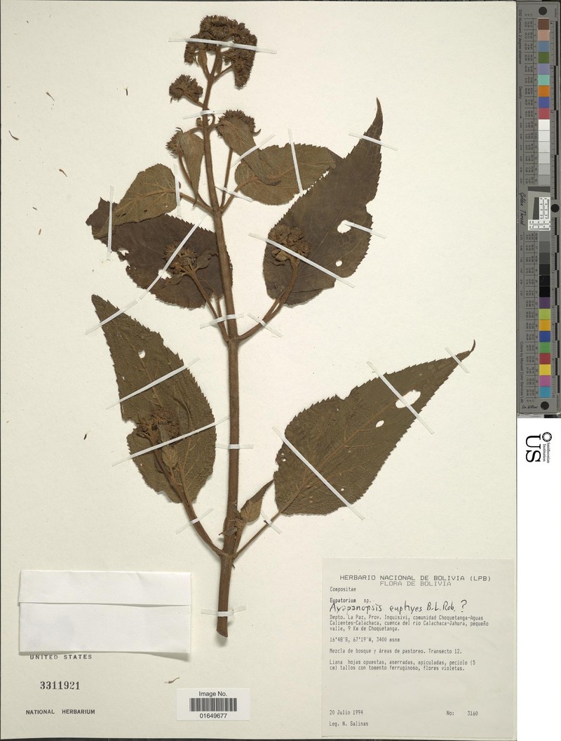 Ayapanopsis euphyes photo 3