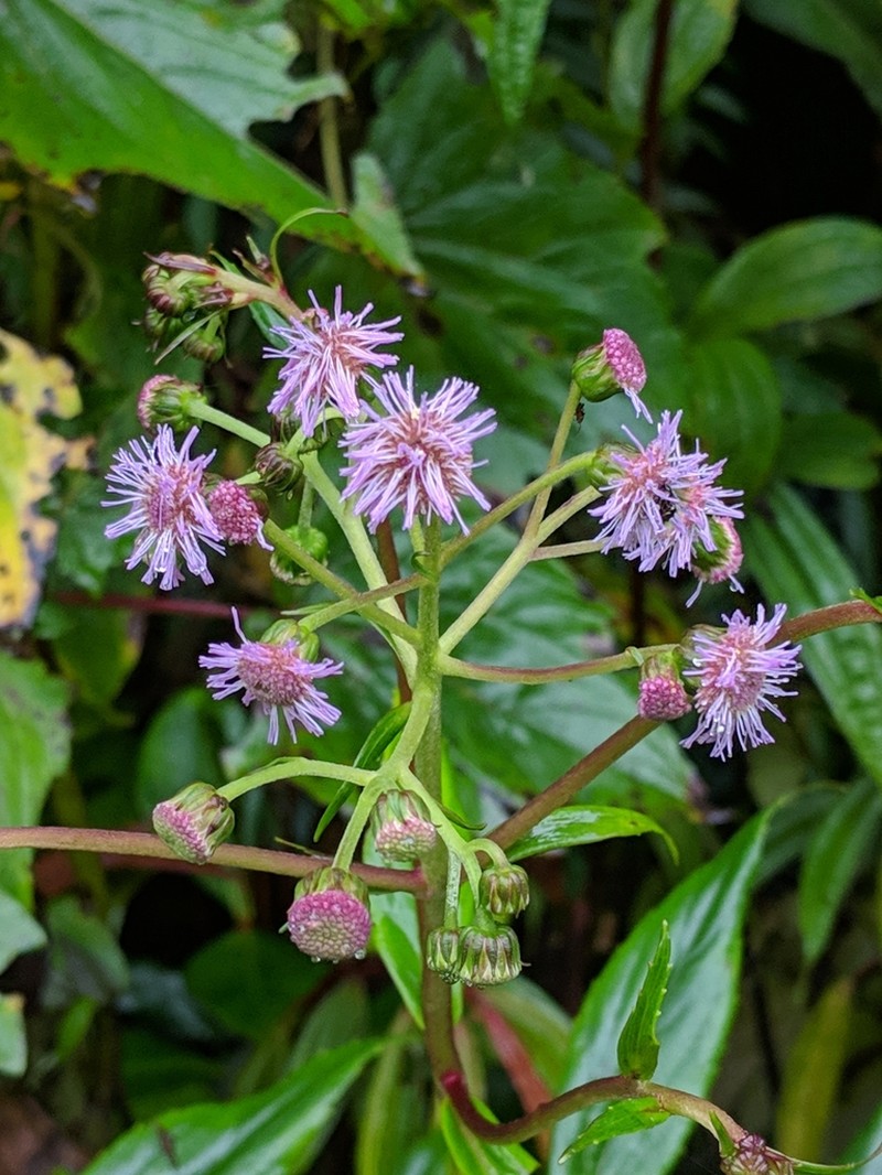 Ayapanopsis luteynii