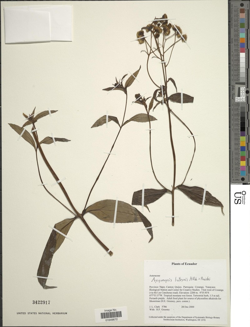 Ayapanopsis luteynii photo 3