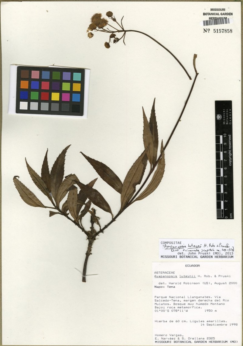 Ayapanopsis luteynii photo 4