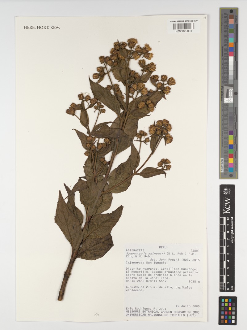 Ayapanopsis mathewsii