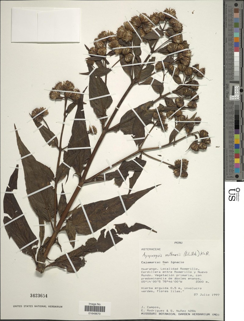 Ayapanopsis mathewsii photo 2