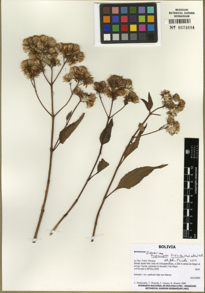 Ayapanopsis oblongifolia