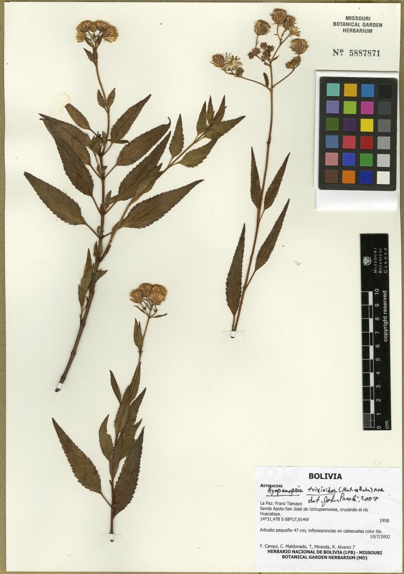 Ayapanopsis oblongifolia photo 2