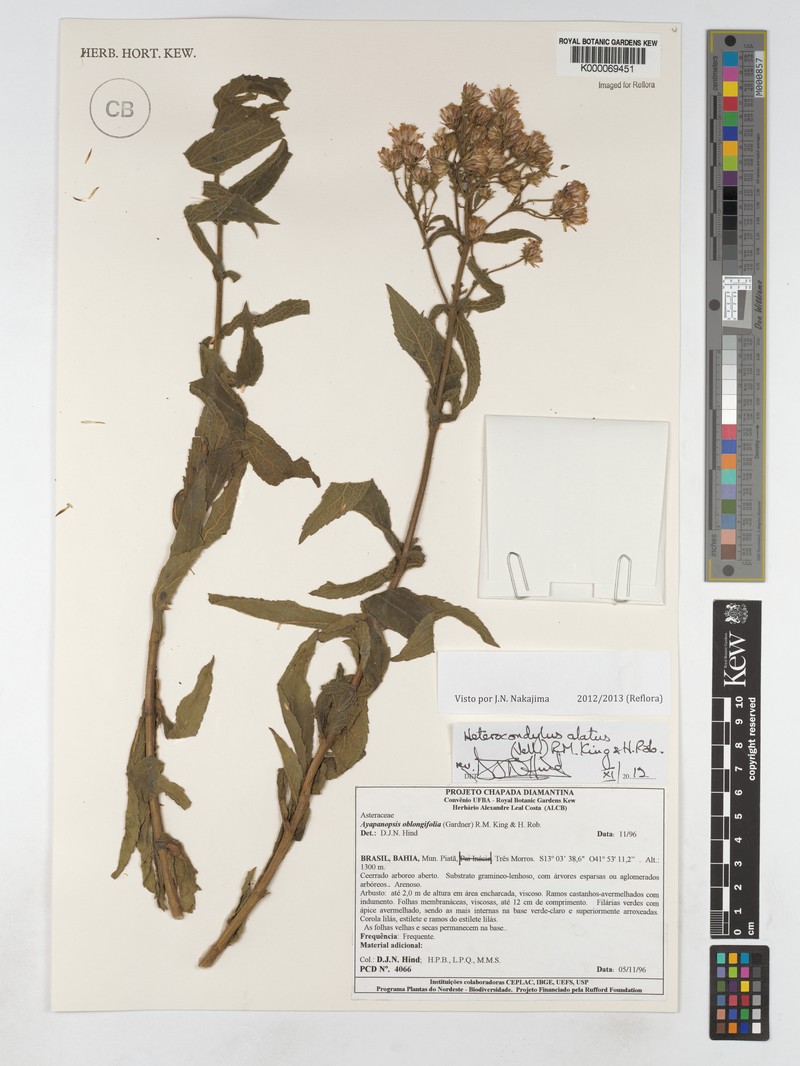 Ayapanopsis oblongifolia photo 3