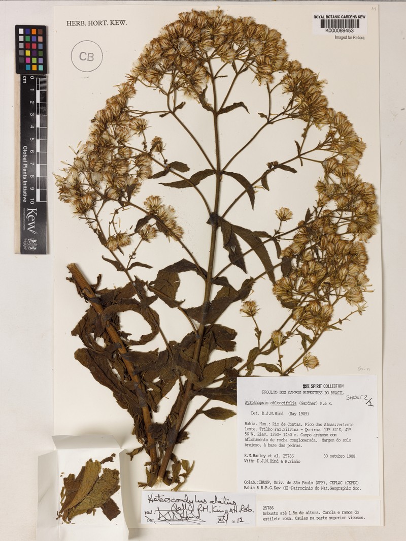 Ayapanopsis oblongifolia photo 4