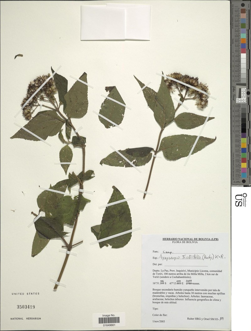 Ayapanopsis triosteifolia