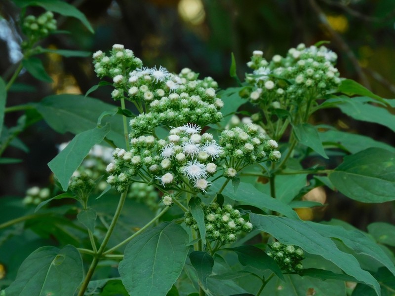 Ayapanopsis tucumanensis