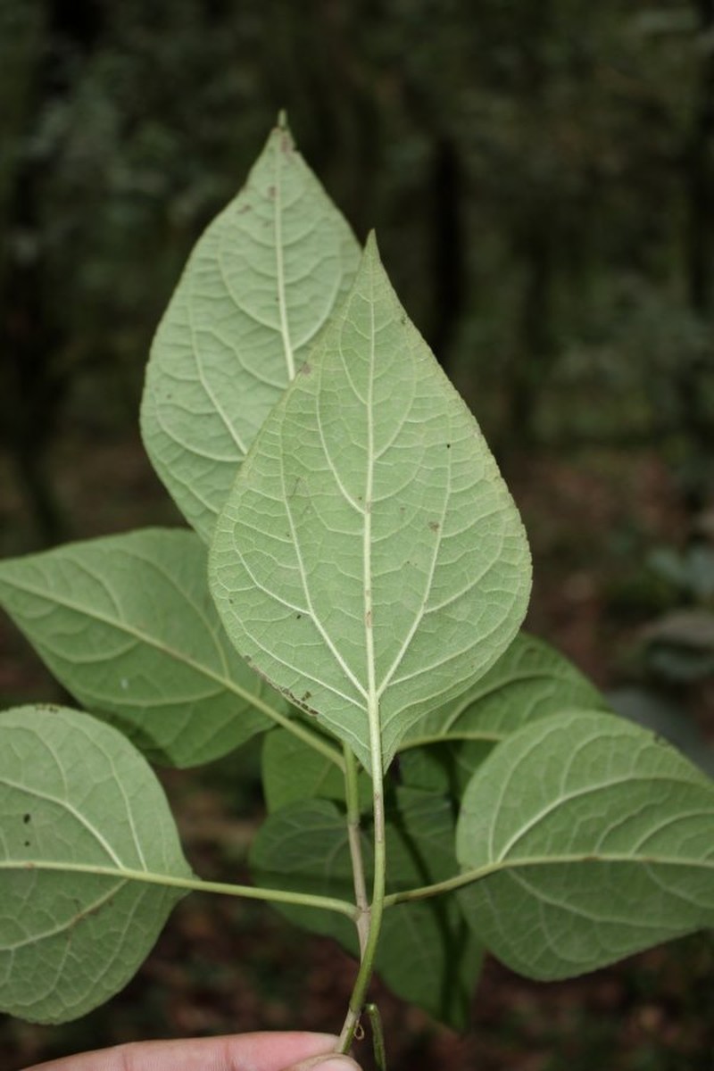 Ayapanopsis tucumanensis photo 5