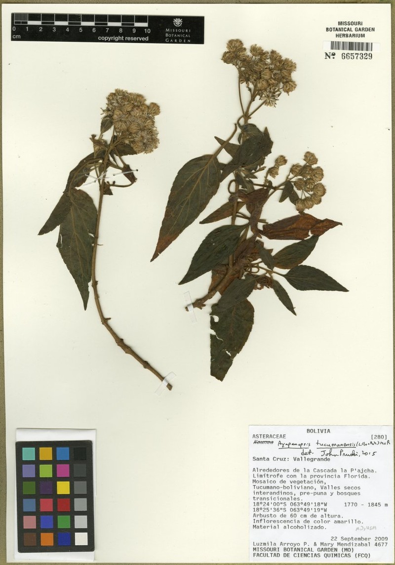 Ayapanopsis tucumanensis photo 6