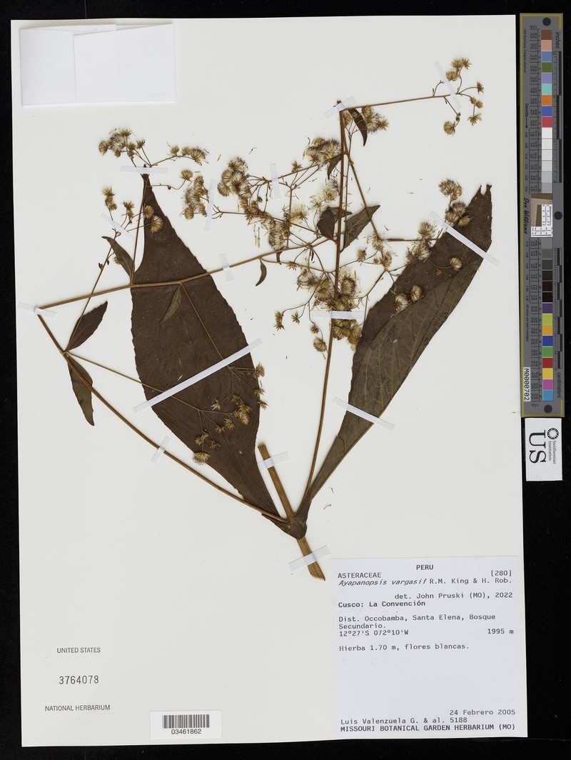 Ayapanopsis vargasii