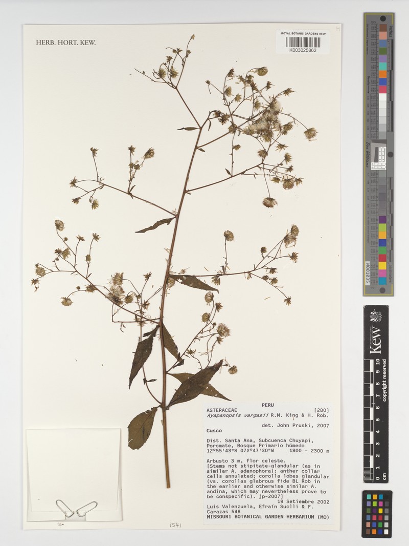Ayapanopsis vargasii photo 2