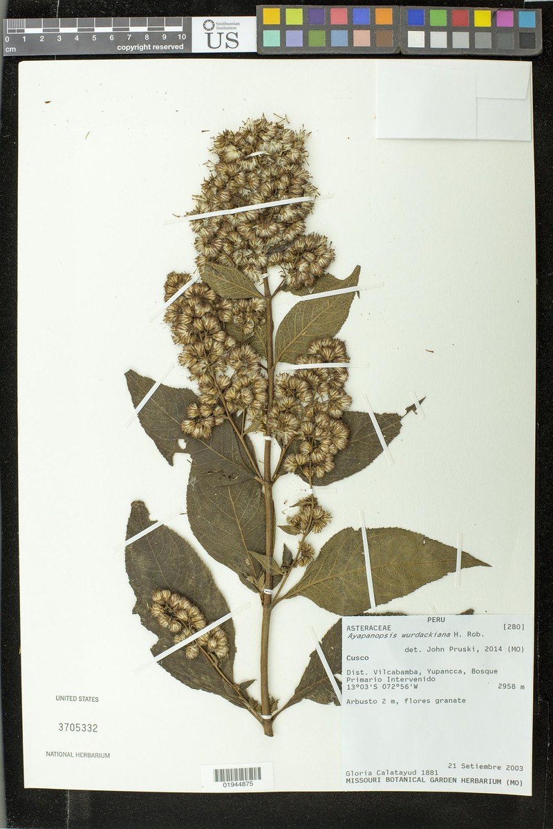 Ayapanopsis wurdackiana