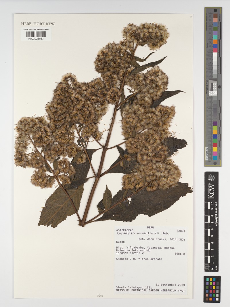 Ayapanopsis wurdackiana photo 2