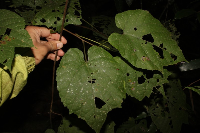 Ayenia andamensis