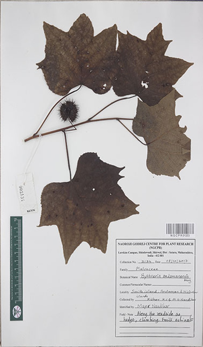 Ayenia andamensis photo 2