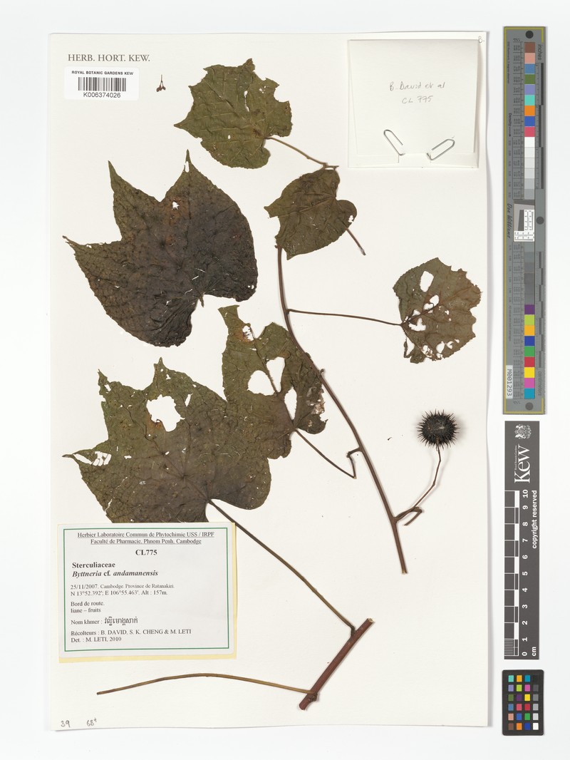 Ayenia andamensis photo 3