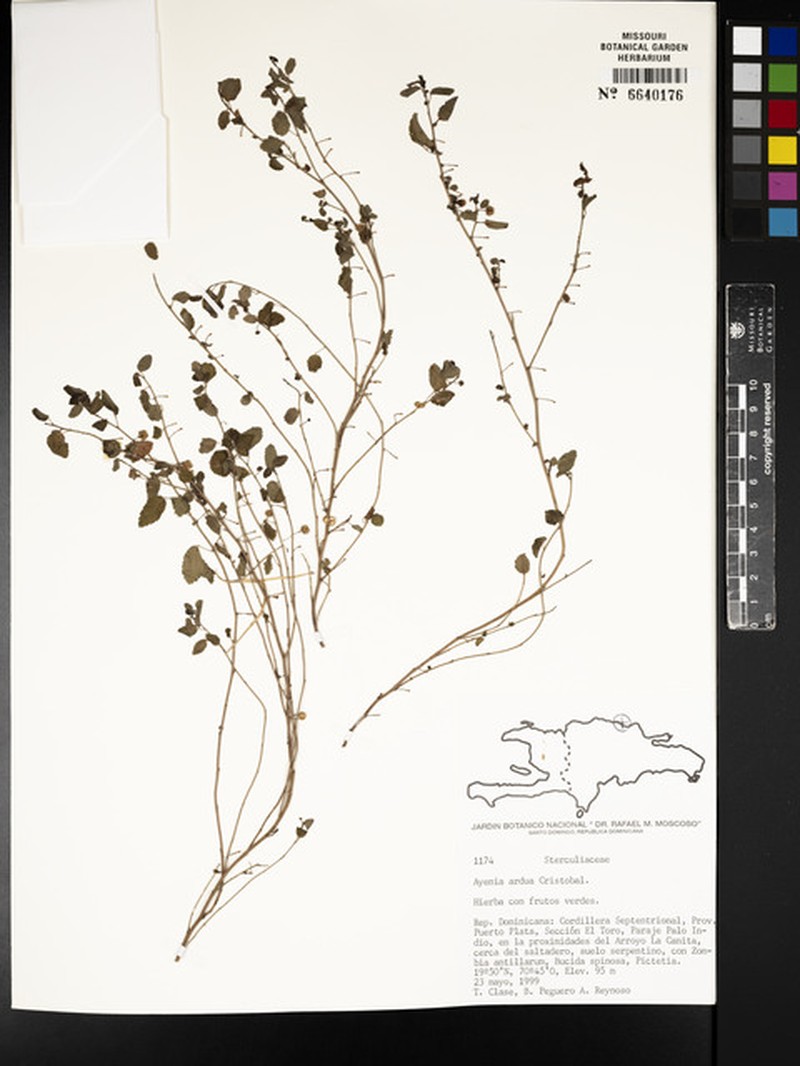 Wingstem Ayenia photo 2