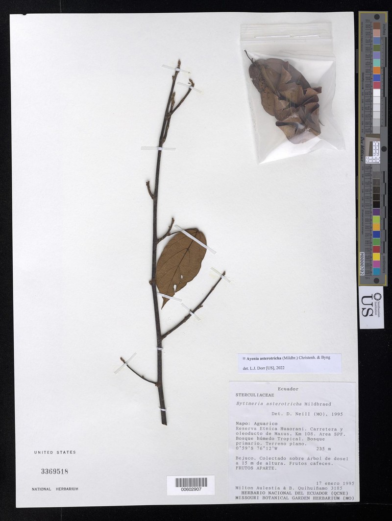 Ayenia asterotricha